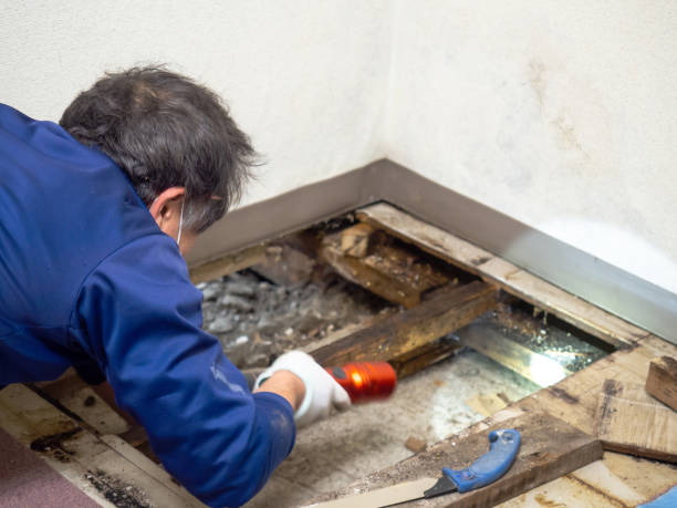 Best Residential Mold Removal  in Nazareth College, NY