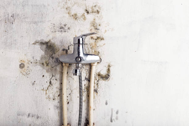 Best Office Mold Removal Services  in Nazareth College, NY