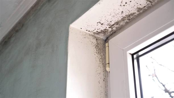 Best Crawl Space Mold Removal  in Nazareth College, NY