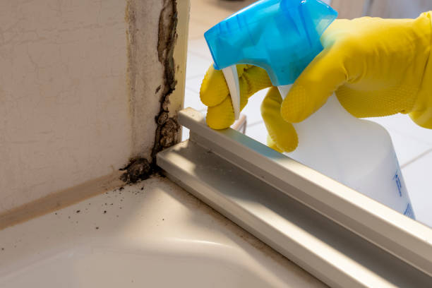 Best Home Mold Removal  in Nazareth College, NY