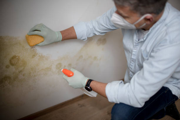 Best Residential Mold Removal  in Nazareth College, NY