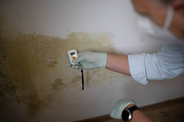 Best Black Mold Removal  in Nazareth College, NY