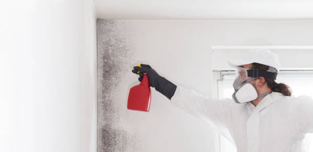 Best Affordable Mold Removal  in Nazareth College, NY