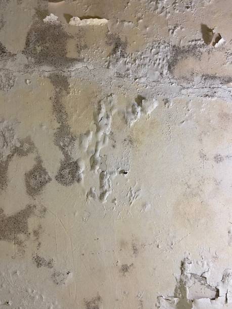 Best Commercial Mold Removal  in Nazareth College, NY