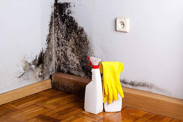 Best Mold Removal Specialists  in Nazareth College, NY