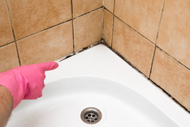 Certified Mold Removal in Nazareth College, NY